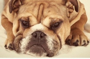 The Grooming Guy – Bulldog skin care review