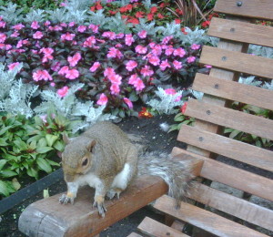 squirrel Regent's Park Sarah Blinco