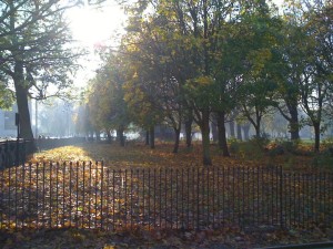 autumn-leaves-through-the-window