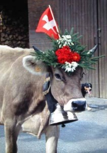 Pretty_swiss_cow_with_bell