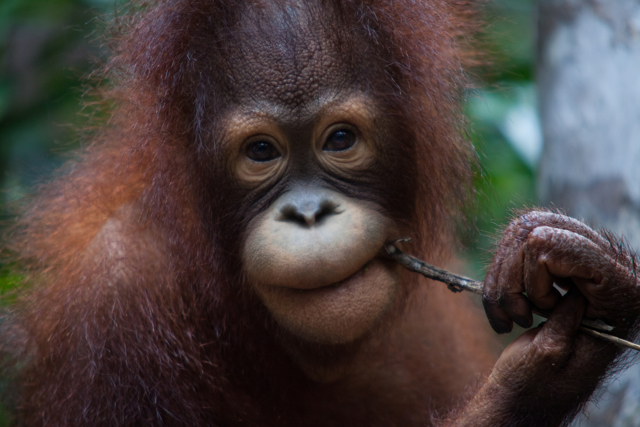 New enclosure for Borneo’s baby orphan orangutans