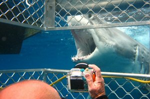 Dive with great white sharks in Port Lincoln