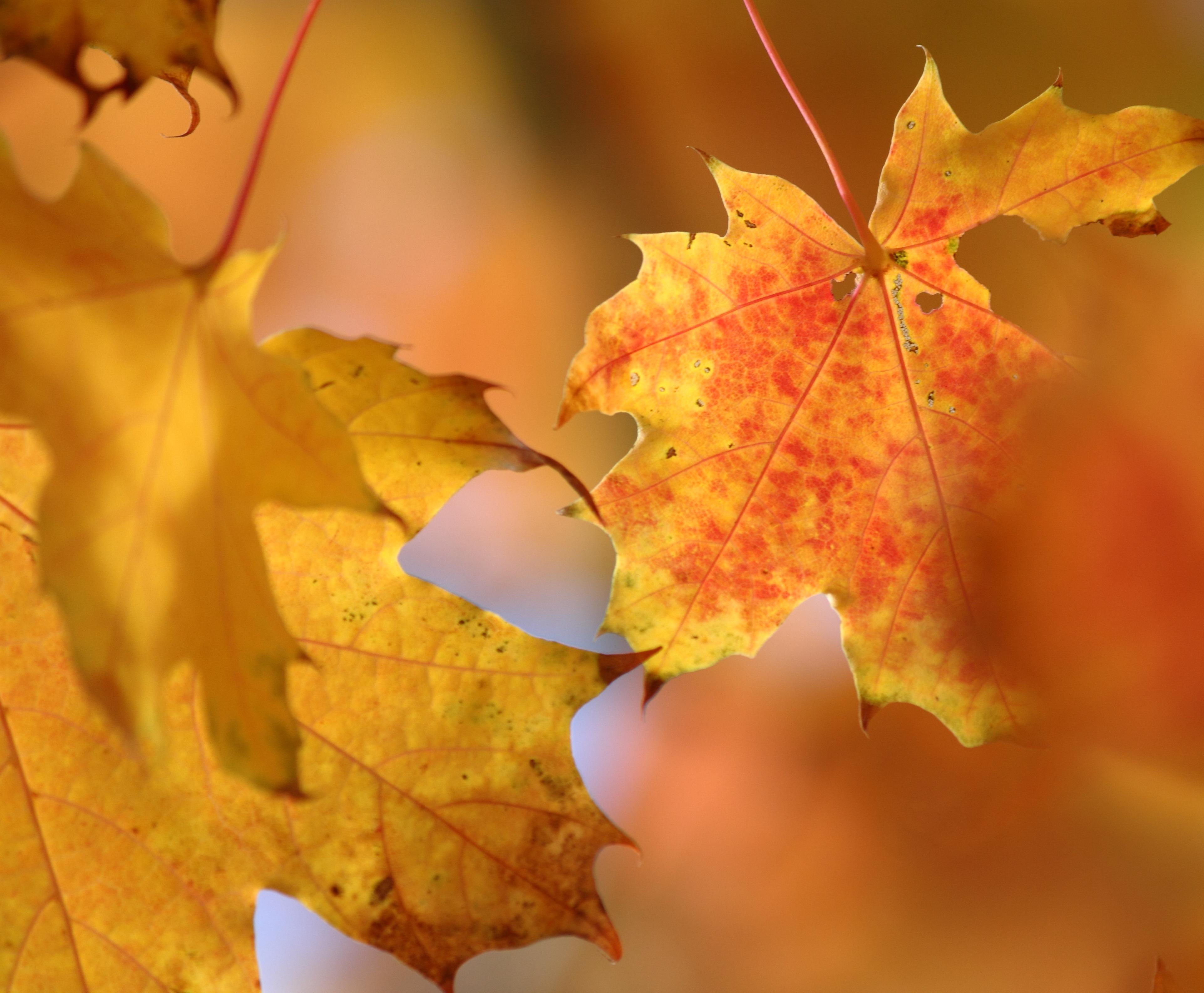 5 ways to build energy balance this autumn