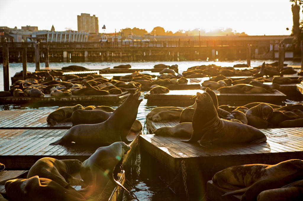 Sea Lions 2