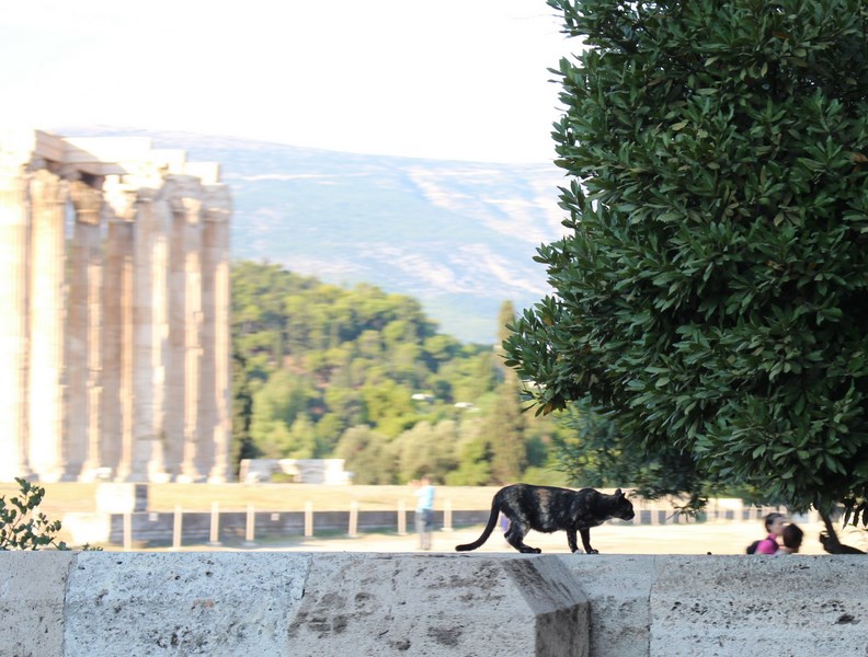 Meet the animals of Athens