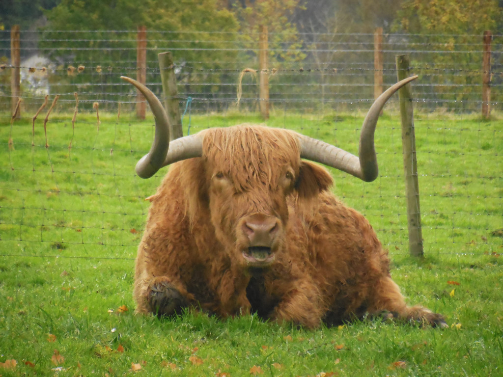 Scottish cow