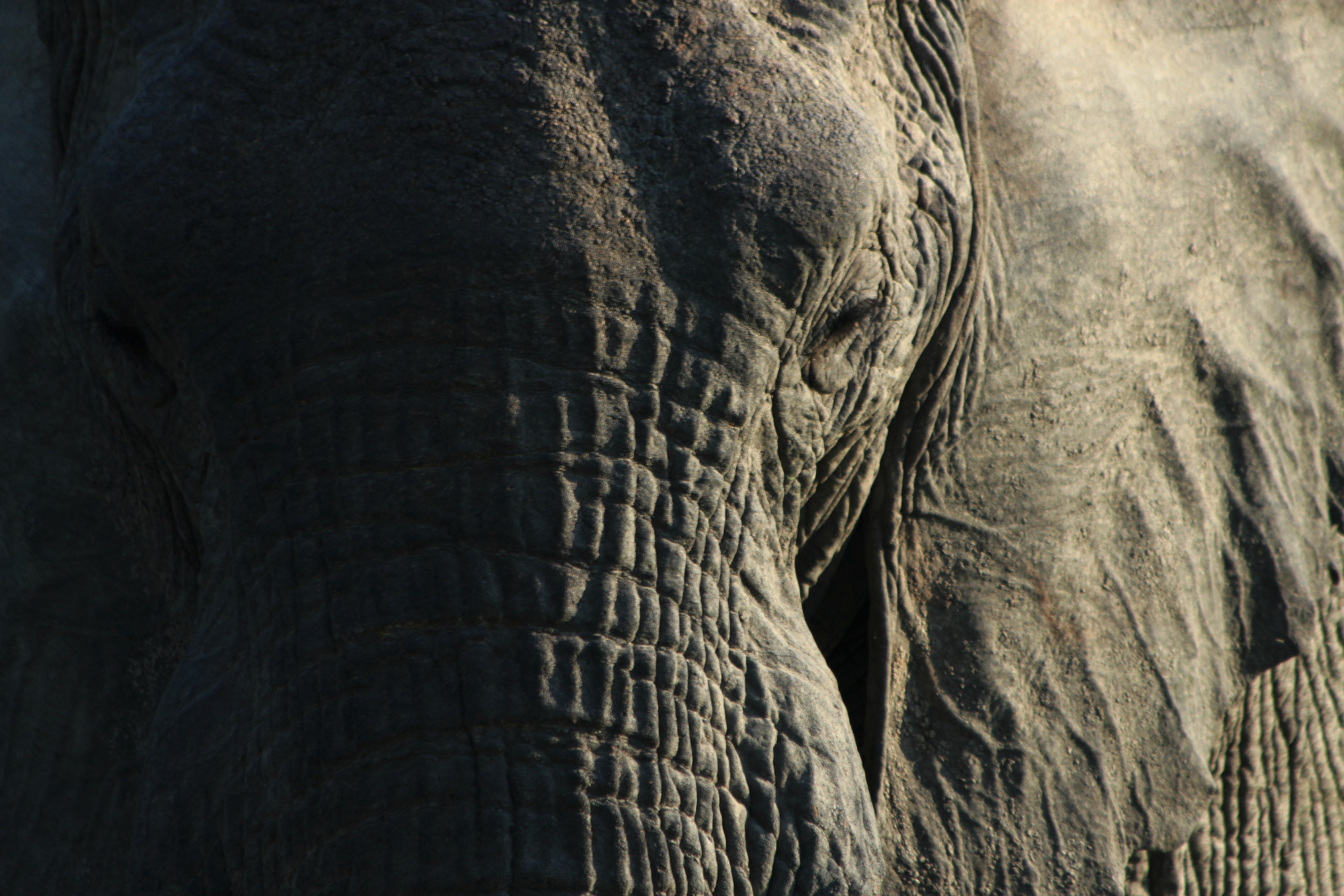 Africa conservation adventure images elephant travellivelearn.com