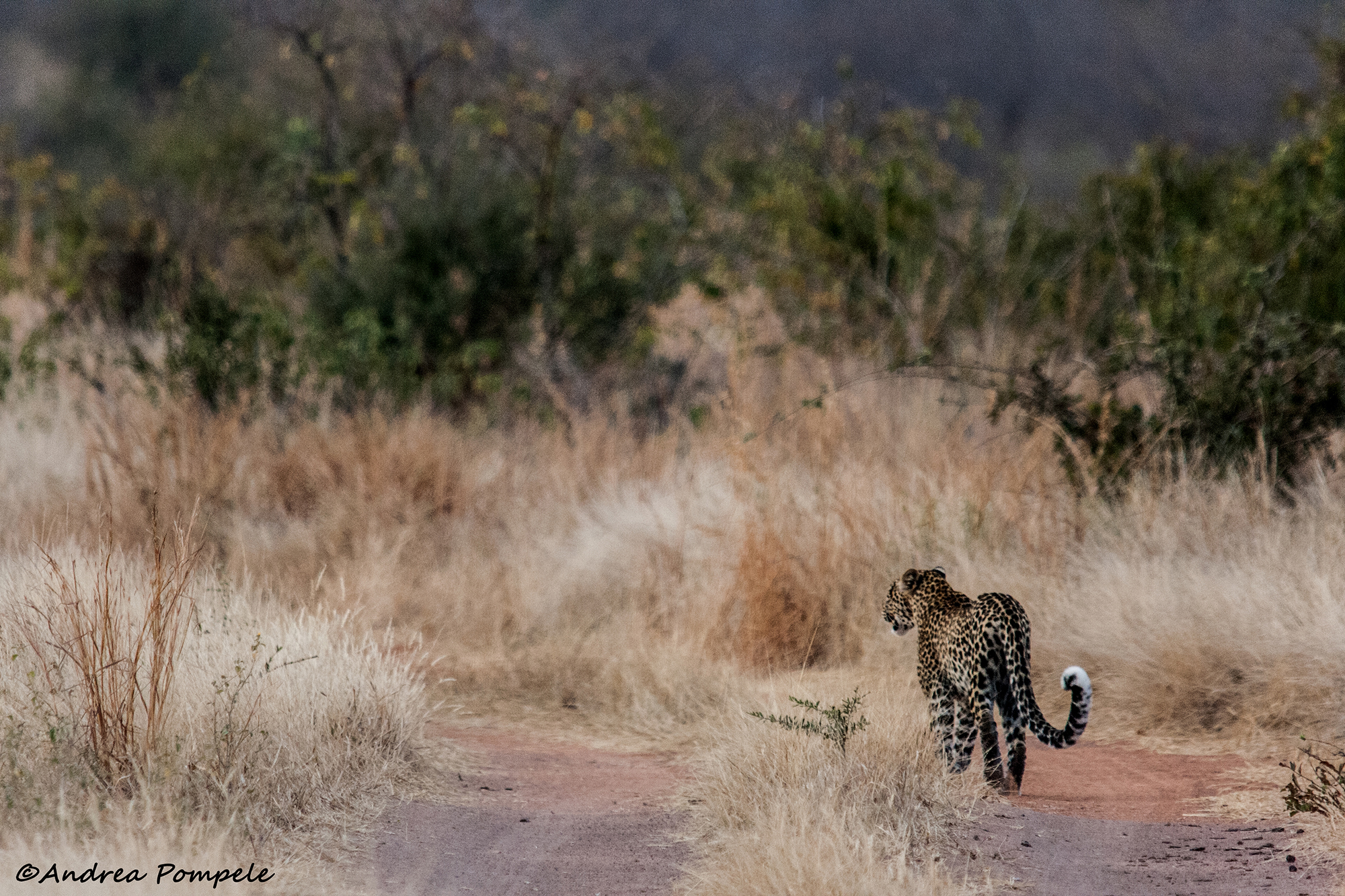 Africa conservation adventure leopard travellivelearn.com