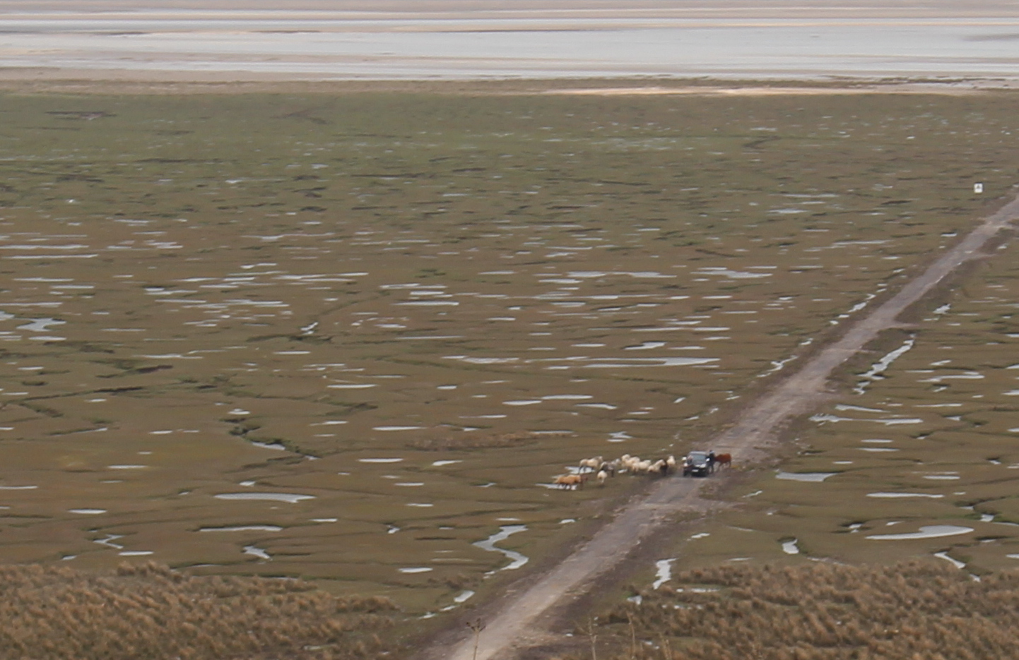 Wales road trip - Welsh salt marshes 