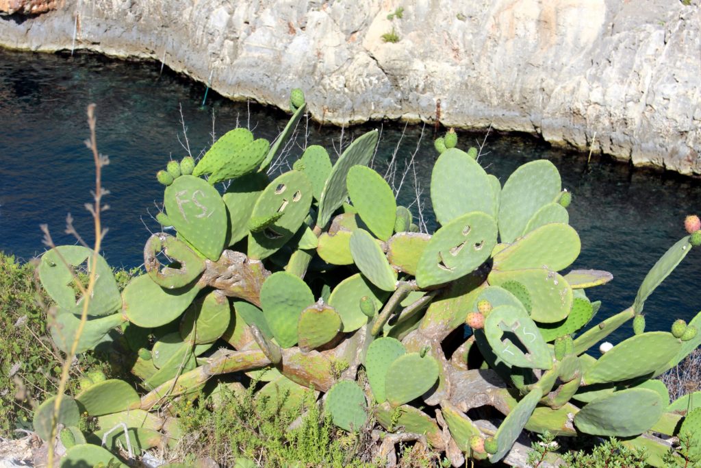 Quirky Maltese plants