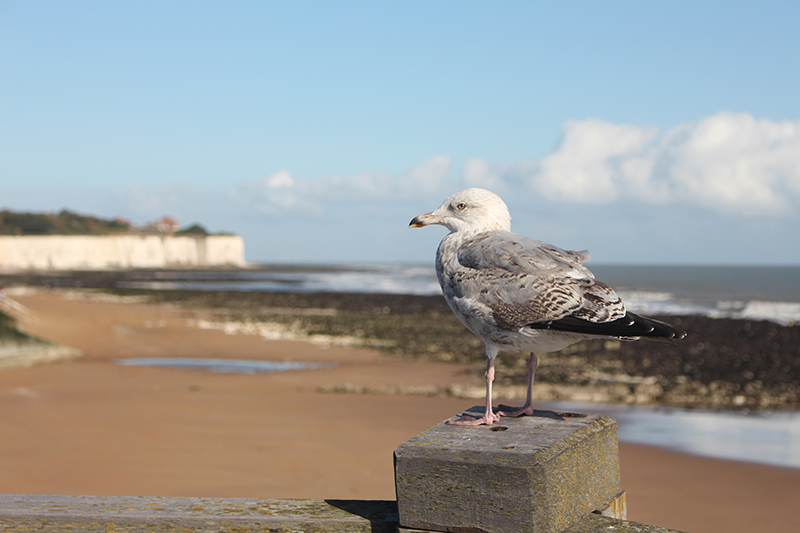 Days out in Kent – Broadstairs and Botany Bay