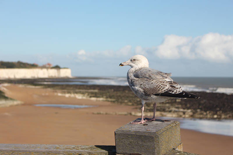 Days out in Kent in 2025 – Broadstairs and Botany Bay