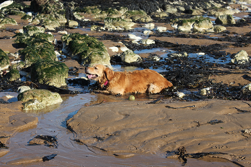 Days out in Kent with dogs and their humans