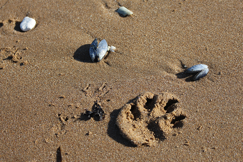 Days out in Kent: beach fun and paw prints