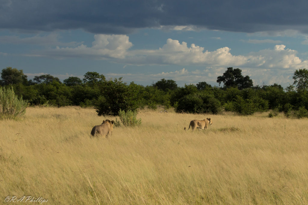 africa-lions-in-khwai-botswana-rebecca-phillips-and-andrea-pompele-travellivelearn-com