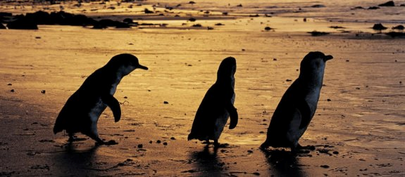 Phillip Island travel live learn penguins 2
