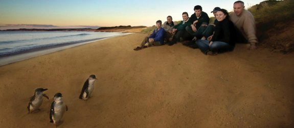 Phillip Island travel live learn penguins