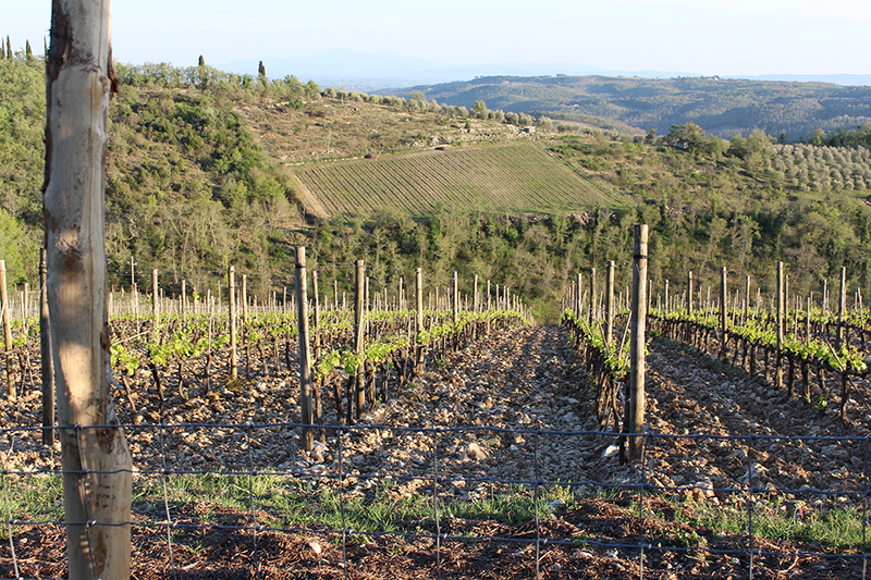 The view from our Tuscany apartments run by To Tuscany