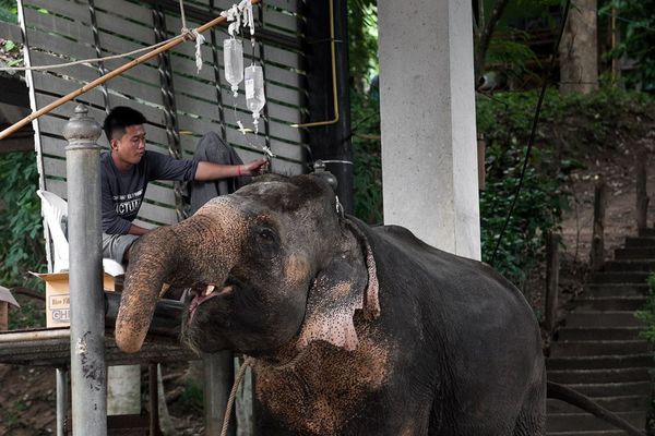 Elephant Conservation Thailand wildlife