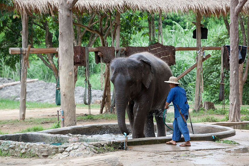 Elephants and Thailand wildlife: conservation efforts making a difference