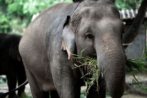 Tourism authority of thailand Thai Elephant cnservation Centre Lampang