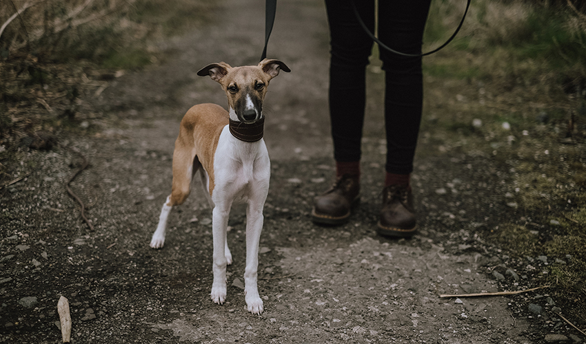 getting to know dogs is a bonus of housesitting and pet sitting 