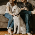 4 types of house sitting jobs uk
