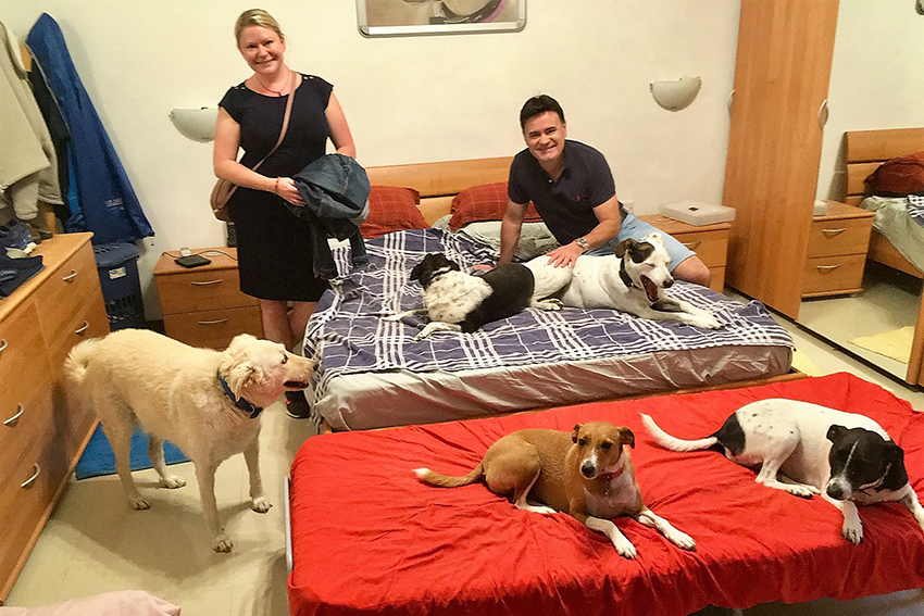 Sarah Blinco and Cooper Dawson on house sit with 9 dogs in Malta