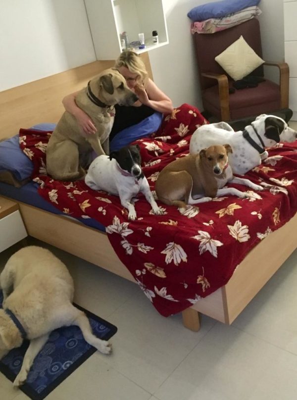 Lessons on how to rehome a dog our pack of rescues in Malta