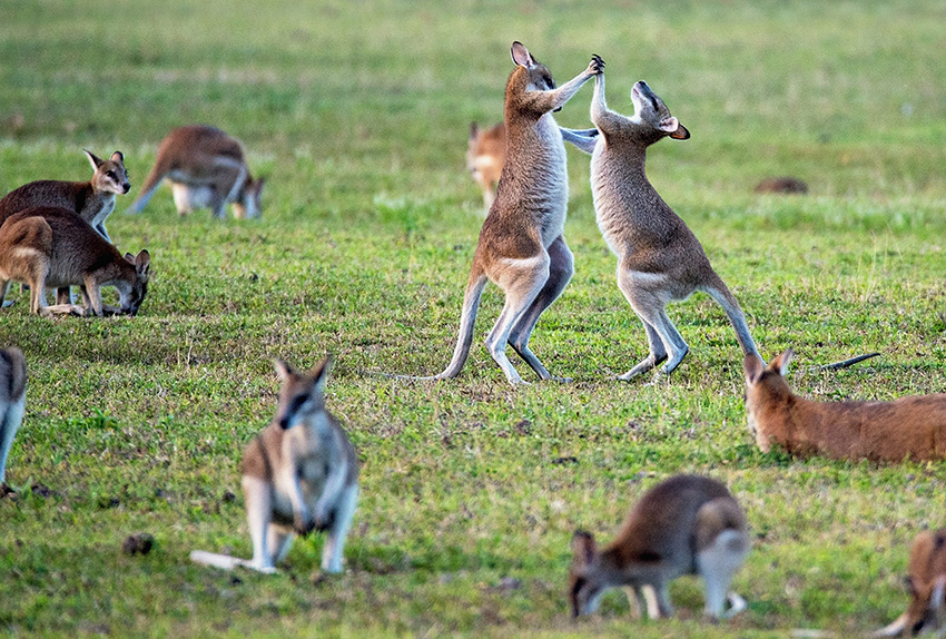 House sitting Australia guide - do kangaroos really jump down the street