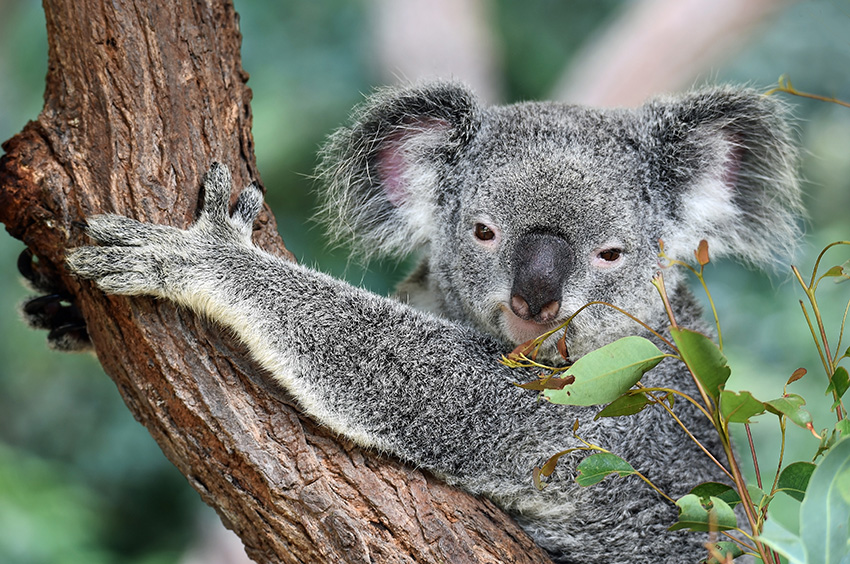 Meet our Aussie animals while house sitting