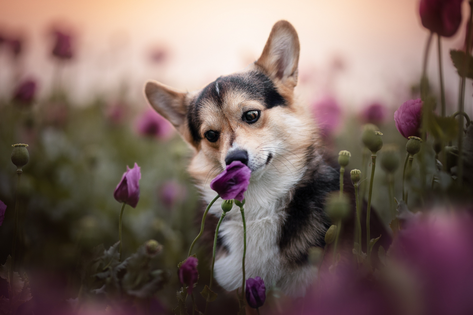 Animal category a curious pup takes a closer look at a purple flower on its daily walk through the park in Austria, photographed by Corinna Kobliska