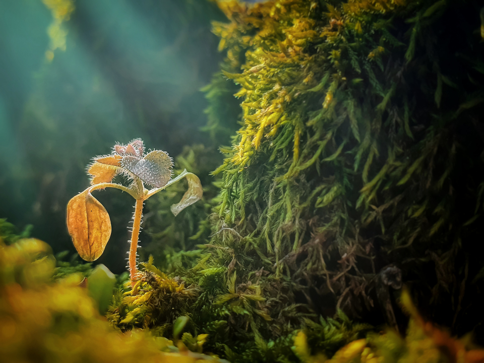 Nature category early morning dew graces a plant as the light of day shines through, by Viktoria Smid in Hungary
