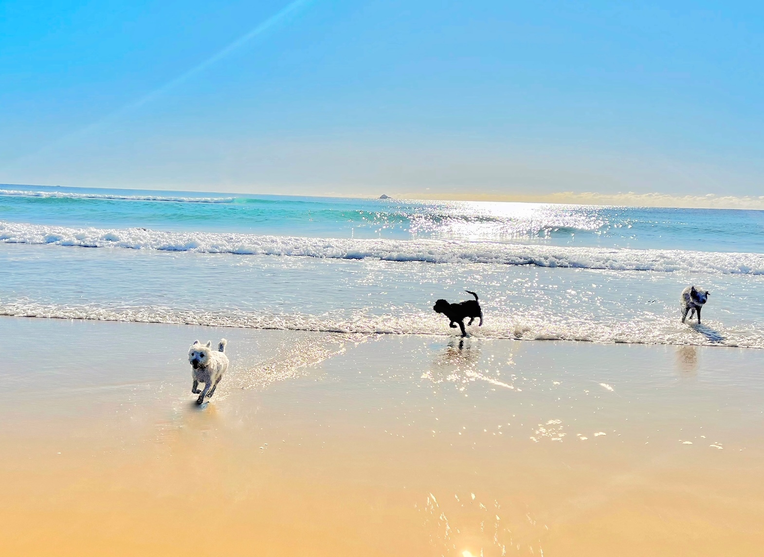 Beautiful dog beach Belongil Beach at Byron Bay