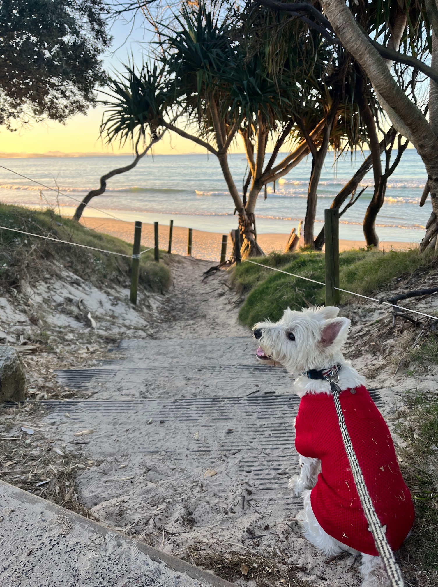 Dog friendly Byron Bay sightseeing with your dog in Byron Bay - London loves it! 