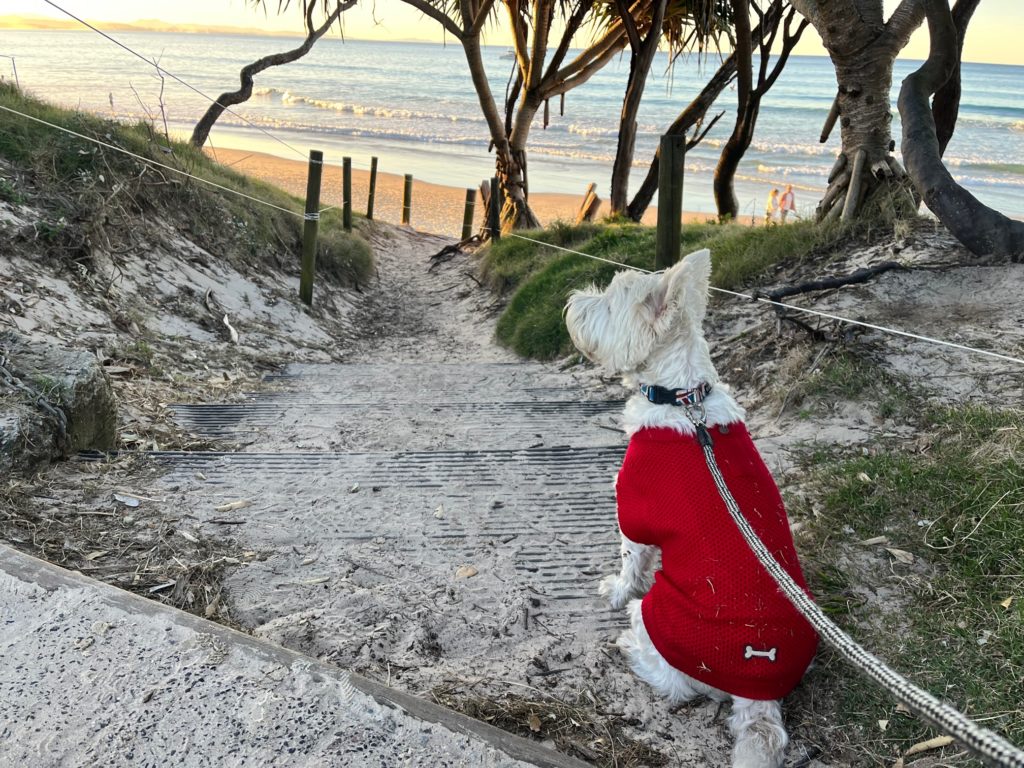 Dog friendly Byron Bay - visiting Byron Bay with your dog