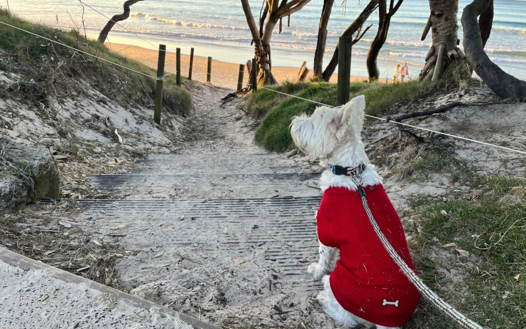 Dog friendly Byron Bay in Australia