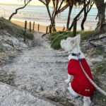 Dog friendly Byron Bay - visiting Byron Bay with your dog