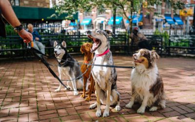 13 Things House and Pet Sitters Must Know [Updated 2025]