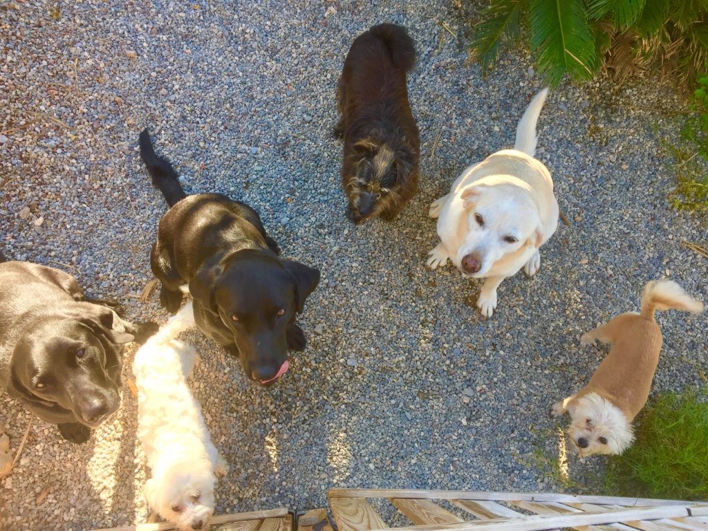 All six dogs in Velez de Benaudalla Spain in one photo - a memorable house sit