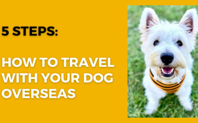 International pet travel: how to transport your dog overseas in 5 steps