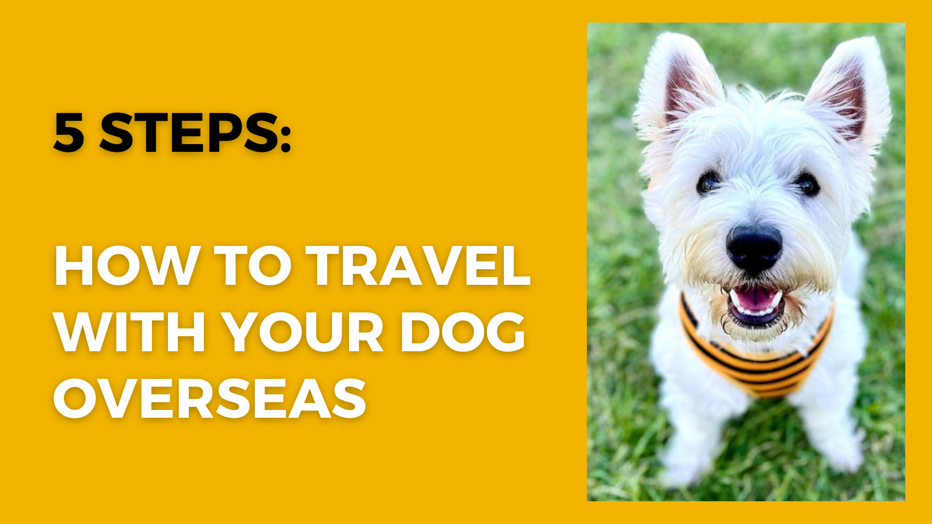 How Do I Fly My Dog Internationally