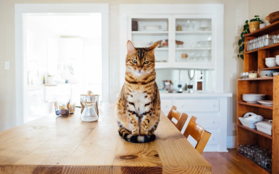 3 BIG questions house sitters are asking in 2025