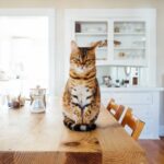 house sitting jobs uk no pets