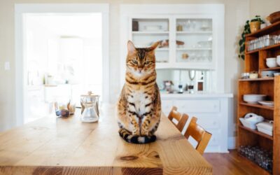 3 BIG questions house sitters are asking in 2025