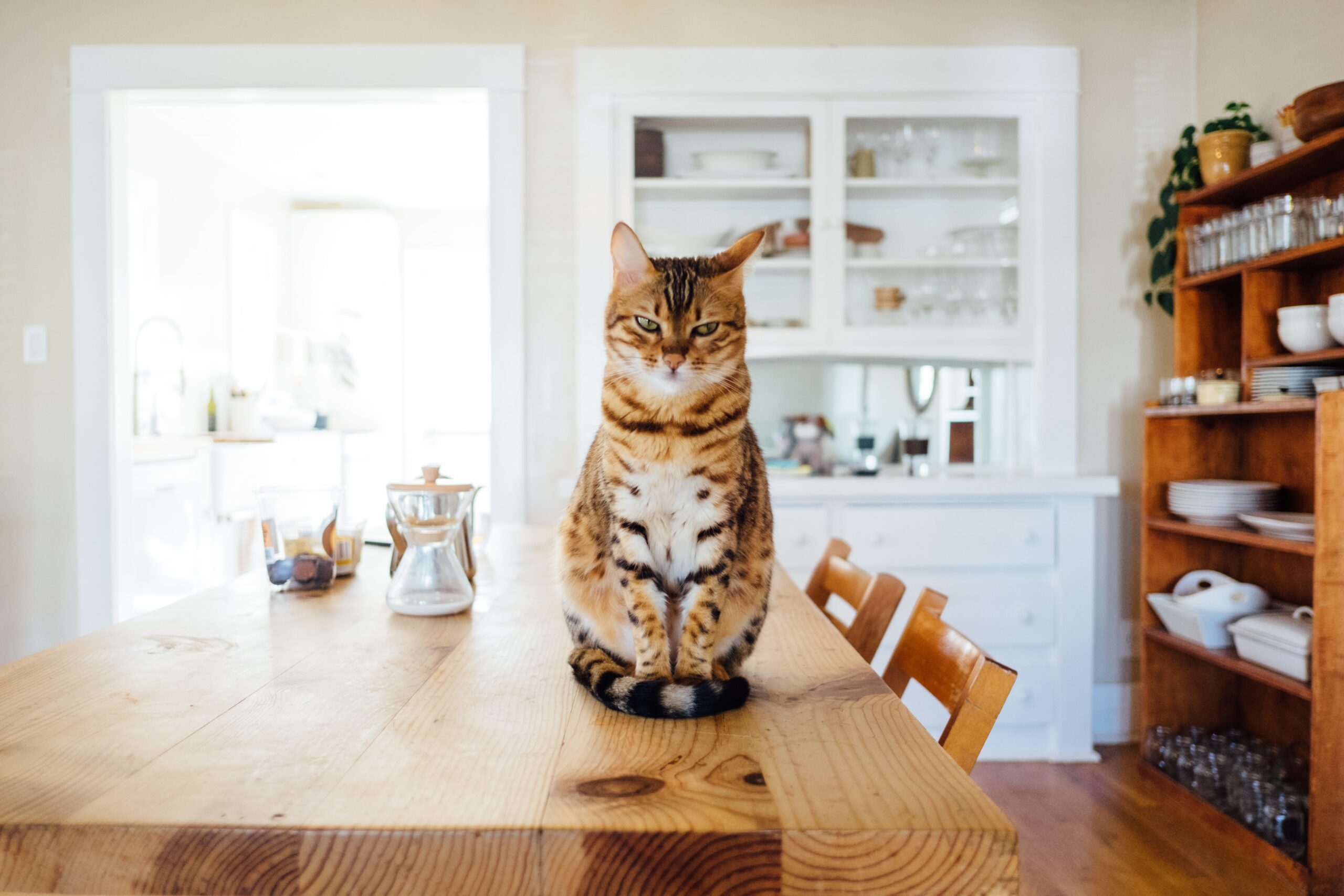3 BIG questions house sitters are asking [updated 2024!]