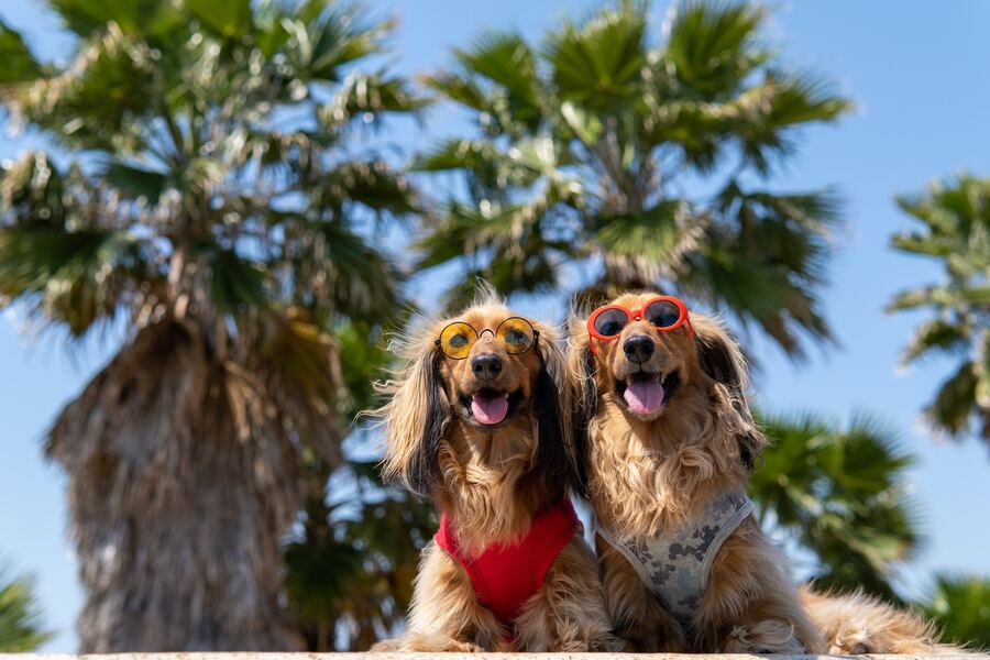 Dog Friendly Travel in Spain: A Pawesome 2024 Guide